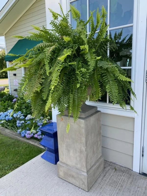 🔥Today Only $19.99🔥UV Resistant Lifelike Artificial Boston Fern